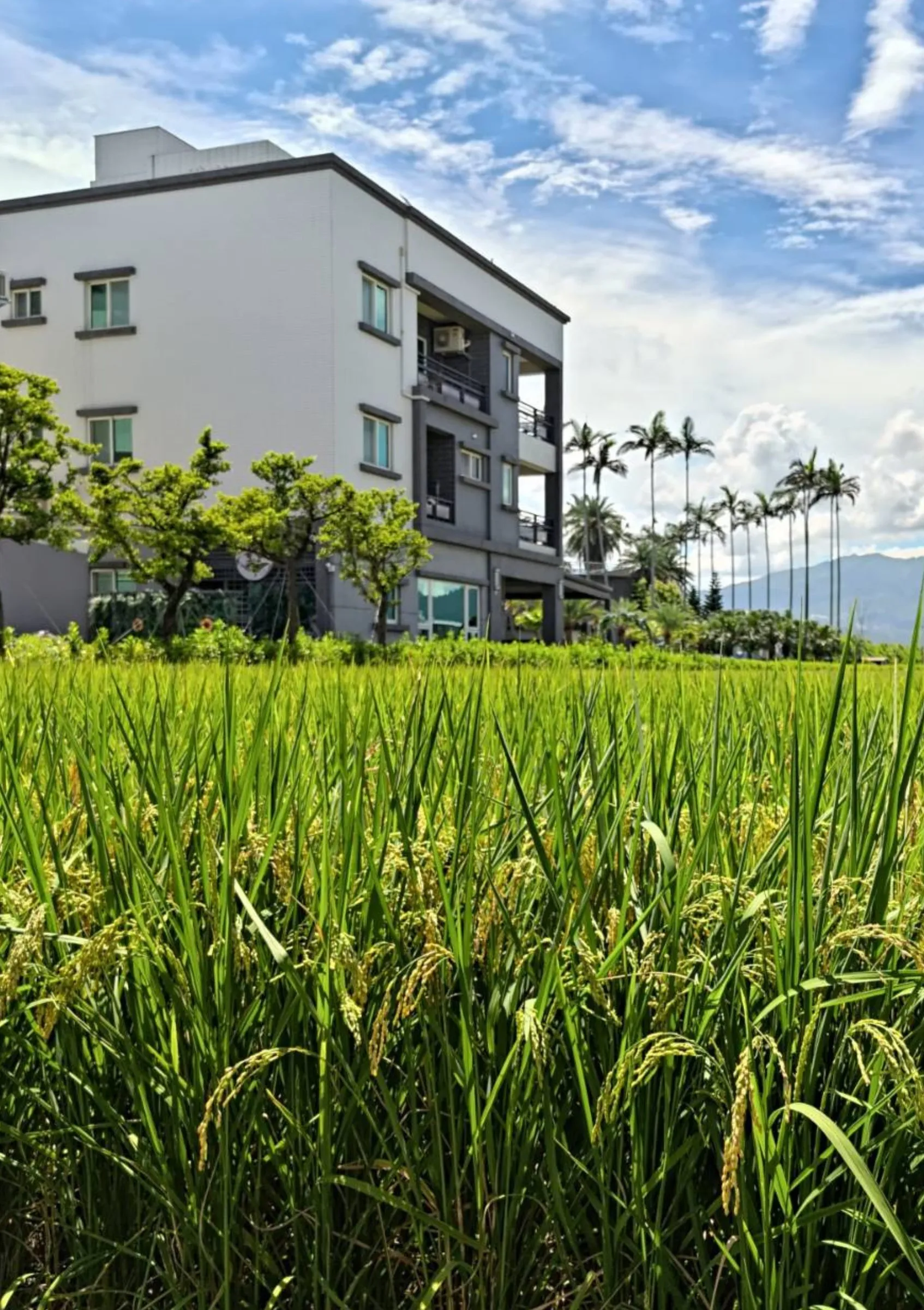 春天的生生園,建築前是一整片稻田,遠處是棕櫚樹與山