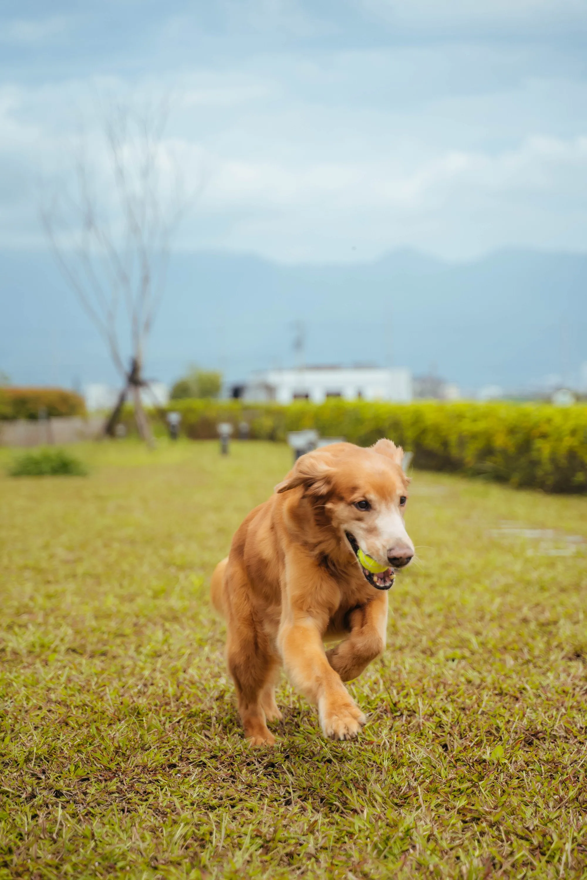 黃金獵犬叼著球在生生園草地上奔跑
