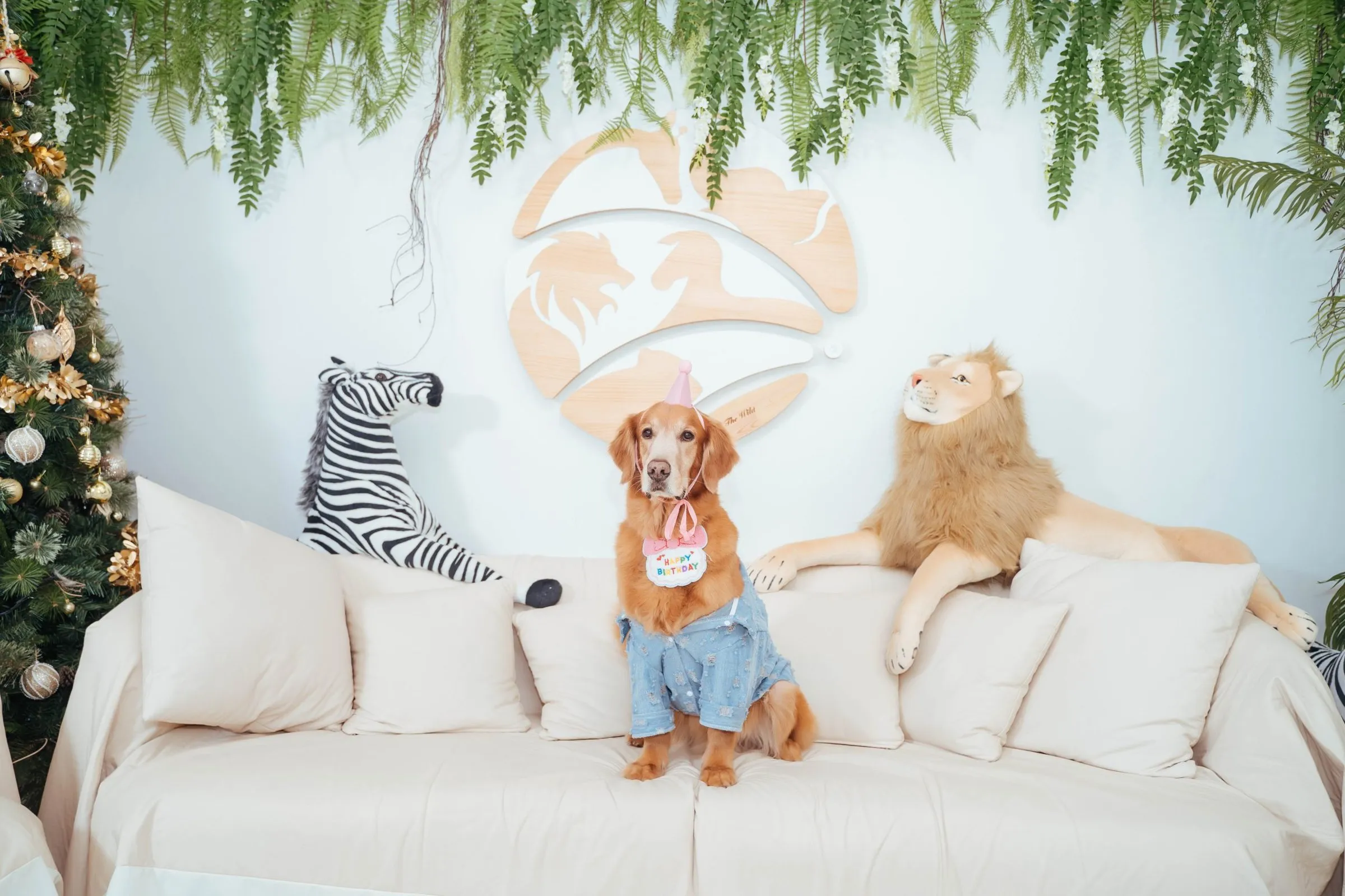 黃金獵犬坐在生生園 logo 牆前的沙發上