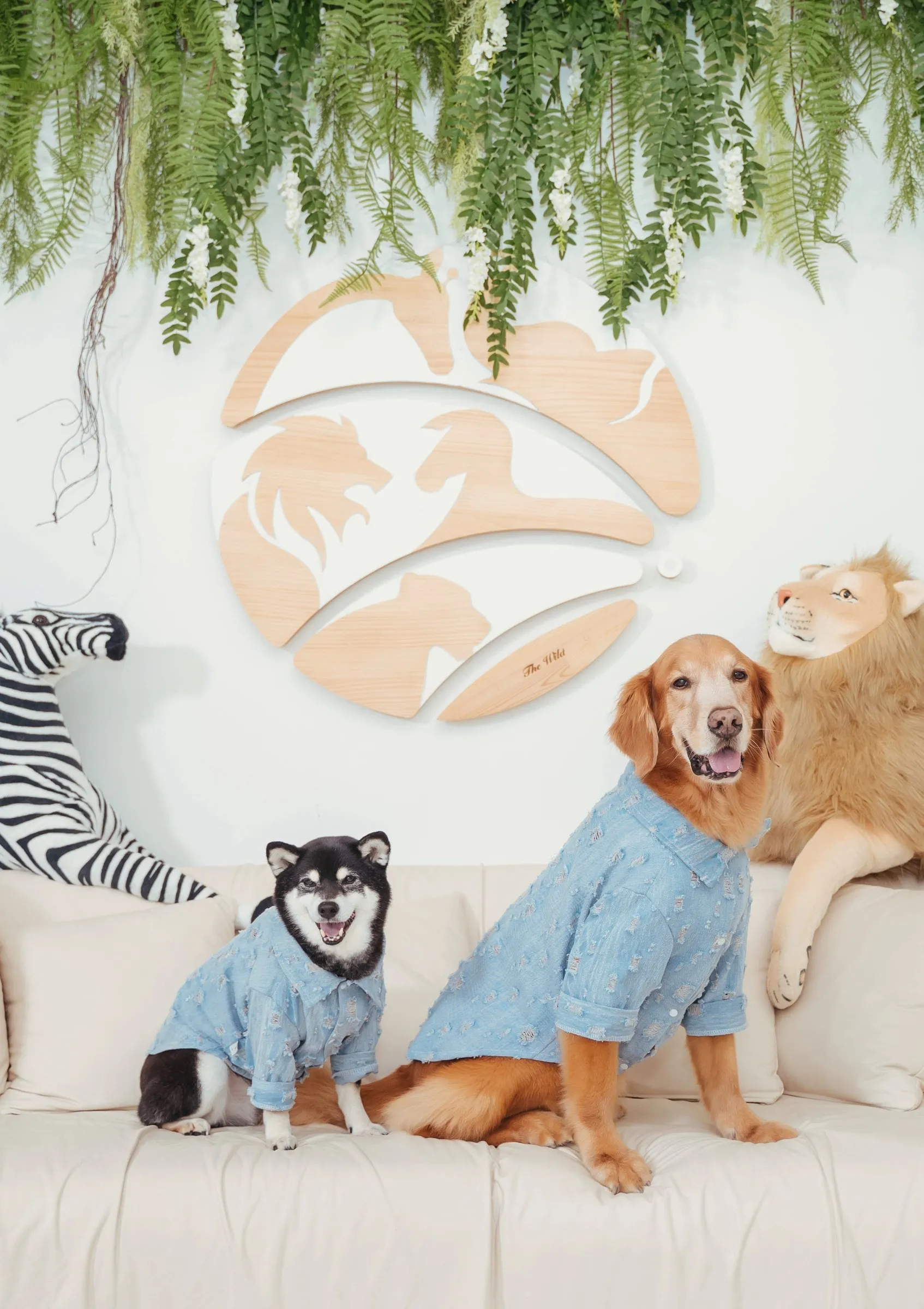 柴犬與黃金獵犬穿著牛仔襯衫,坐在生生園客廳的沙發上